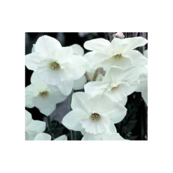 Weatherproof Large-Cupped Daffodil Mix 21 Weatherproof Large-Cupped Daffodil Mix -Tree Bower Sales x600 4064