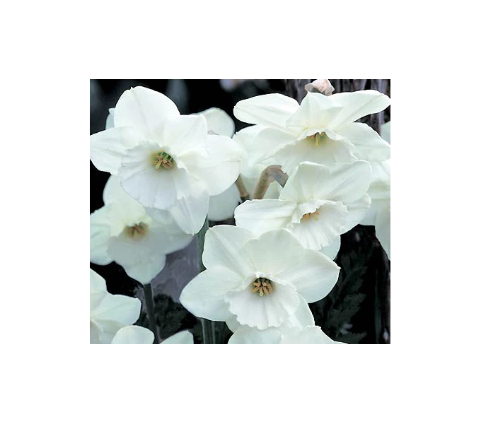 Weatherproof Large-Cupped Daffodil Mix 9 Weatherproof Large-Cupped Daffodil Mix - Image 9