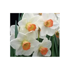 Weatherproof Large-Cupped Daffodil Mix 20 Weatherproof Large-Cupped Daffodil Mix -Tree Bower Sales x600 4068