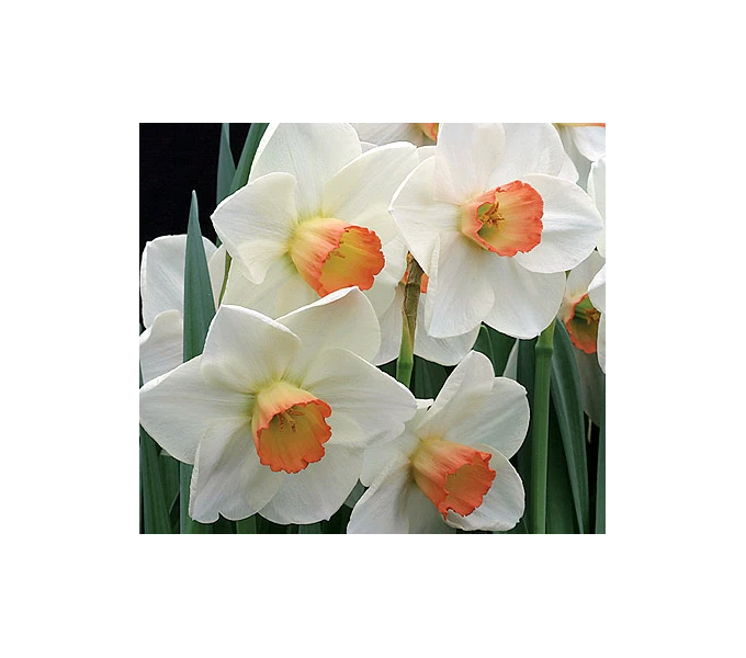 Weatherproof Large-Cupped Daffodil Mix 8 Weatherproof Large-Cupped Daffodil Mix - Image 8