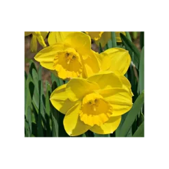 Weatherproof Large-Cupped Daffodil Mix 19 Weatherproof Large-Cupped Daffodil Mix -Tree Bower Sales x600 4074