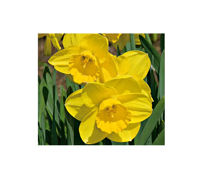 Weatherproof Large-Cupped Daffodil Mix 7 Weatherproof Large-Cupped Daffodil Mix - Image 7