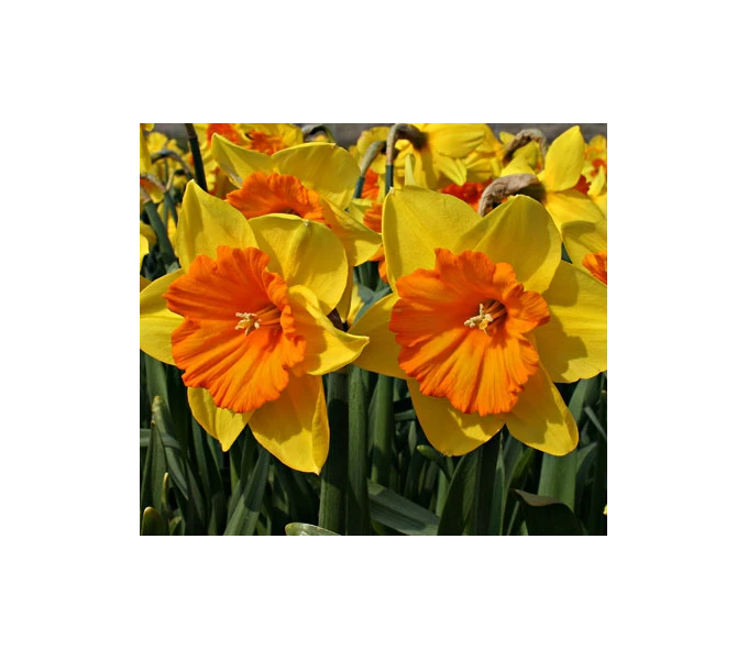 Weatherproof Large-Cupped Daffodil Mix 5 Weatherproof Large-Cupped Daffodil Mix - Image 5
