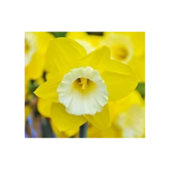 Weatherproof Large-Cupped Daffodil Mix 24 Weatherproof Large-Cupped Daffodil Mix -Tree Bower Sales x600 4102