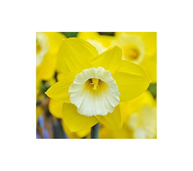 Weatherproof Large-Cupped Daffodil Mix 12 Weatherproof Large-Cupped Daffodil Mix - Image 12