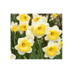 Weatherproof Large-Cupped Daffodil Mix 25 Weatherproof Large-Cupped Daffodil Mix -Tree Bower Sales x600 4114