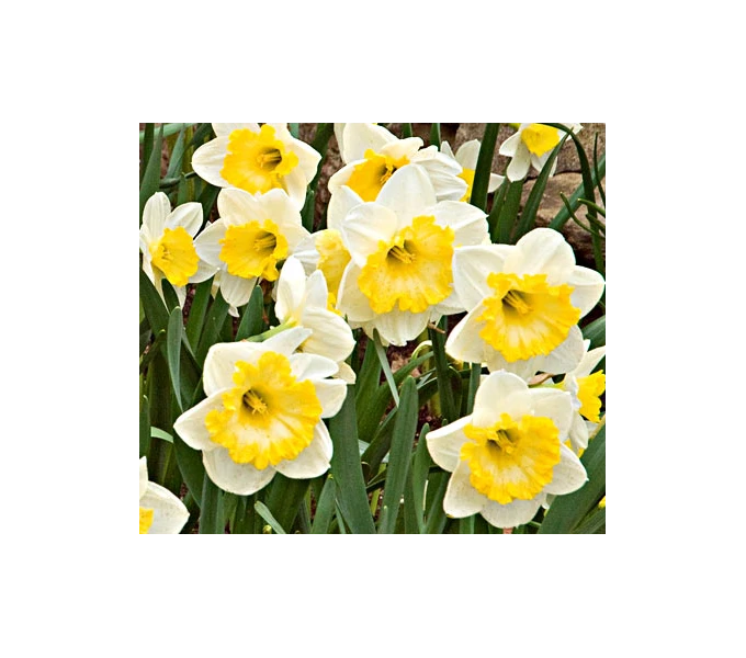 Weatherproof Large-Cupped Daffodil Mix 13 Weatherproof Large-Cupped Daffodil Mix - Image 13