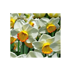 Weatherproof Large-Cupped Daffodil Mix 18 Weatherproof Large-Cupped Daffodil Mix -Tree Bower Sales x600 4120
