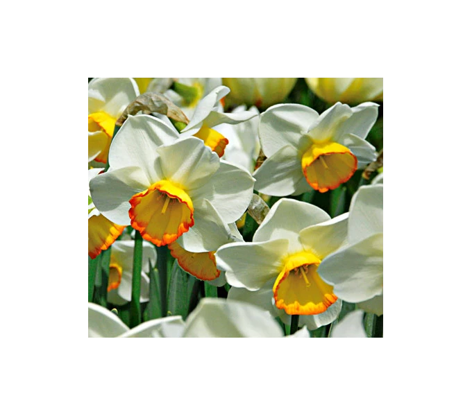 Weatherproof Large-Cupped Daffodil Mix 6 Weatherproof Large-Cupped Daffodil Mix - Image 6