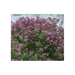 Syringa Bloomerang® Dark Purple -Tree Bower Sales x600 4366