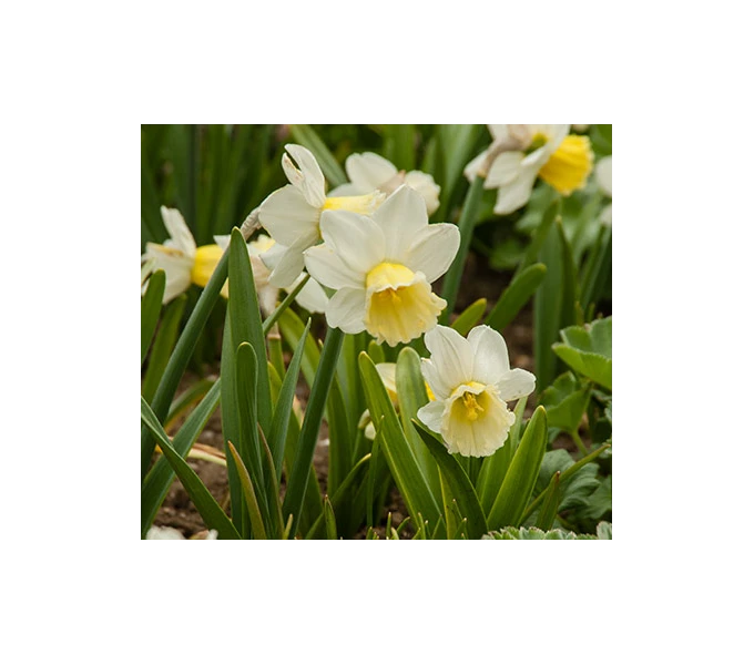Weatherproof Large-Cupped Daffodil Mix 10 Weatherproof Large-Cupped Daffodil Mix - Image 10