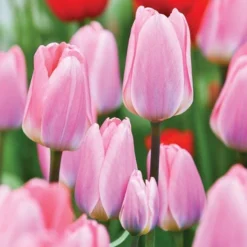 Spring Brights Darwin Hybrid Tulip Mix -Tree Bower Sales x600 4926