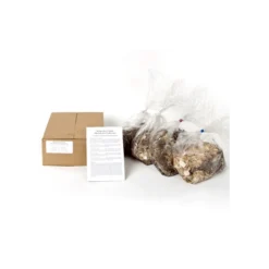 Wings Over Water Siberian Iris Collection -Tree Bower Sales x600 886