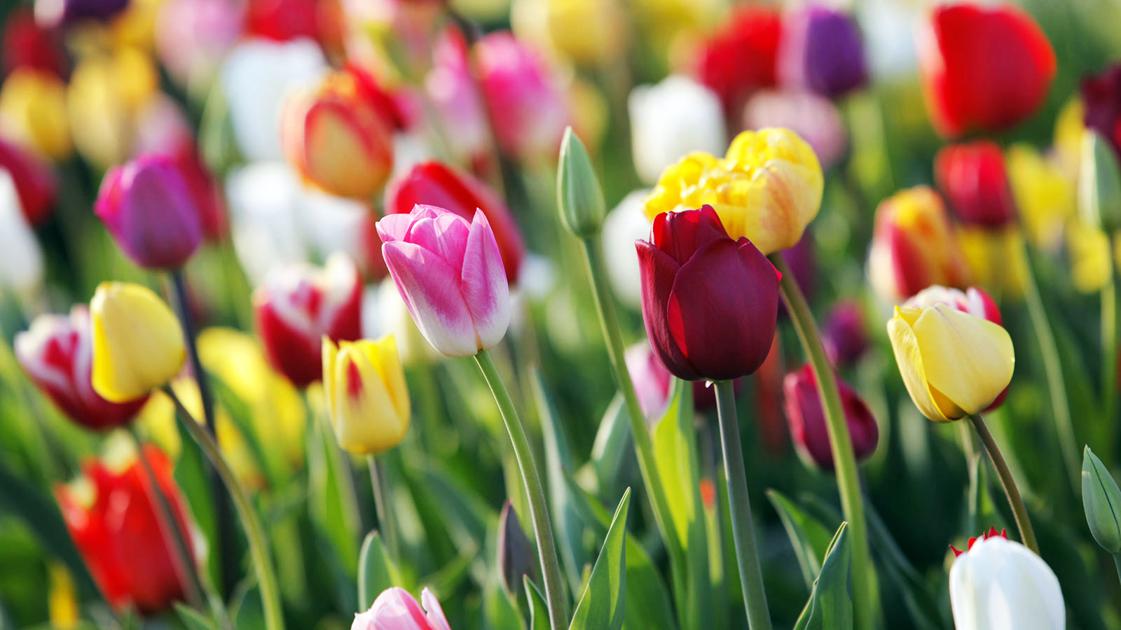 Tree Bower Sales -Tree Bower Sales Blumenzwiebeln Fruhjahr