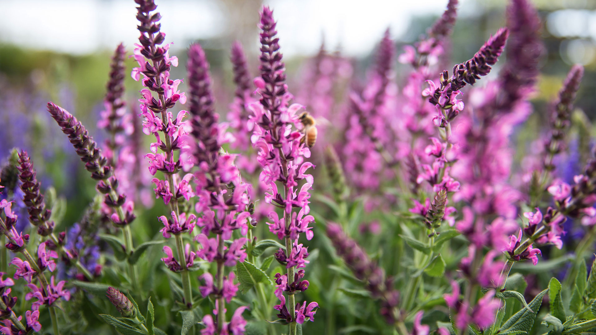 Tree Bower Sales -Tree Bower Sales q 3